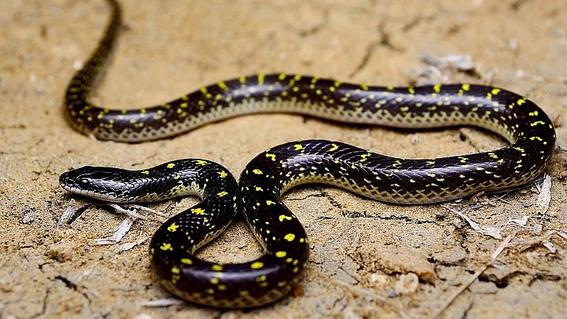 41-Year-Old Software Engineer Dies Of Snakebite While Wearing Crocs In Bengaluru